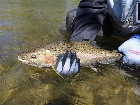 Rainbow Trout Fishing: Expert Tips and Tactics.
